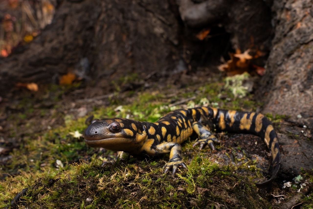 Close up of an Eastern Tiger Salamander at the base of a tree on a mossy landscape.