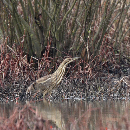 American Bittern