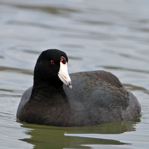 American Coot