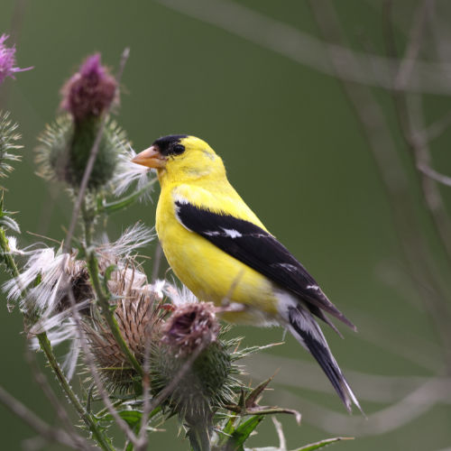 American Goldfinch