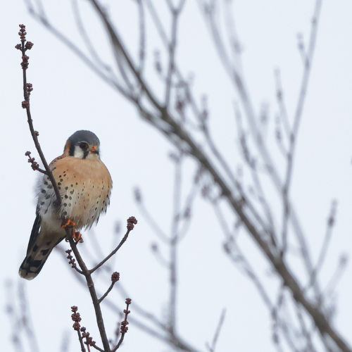 Northern Harrier