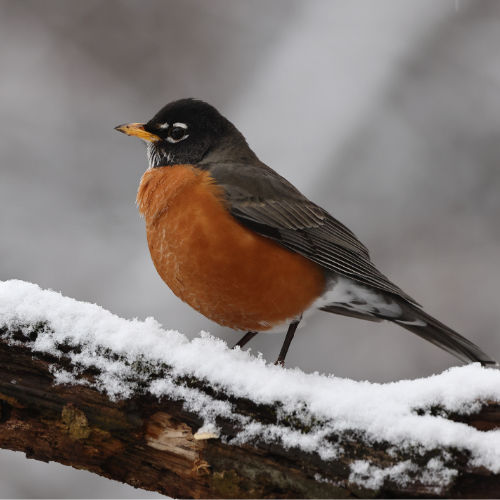 American Robin