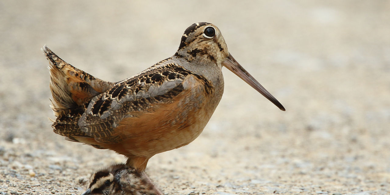 american woodcock