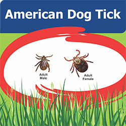 American Dog tick