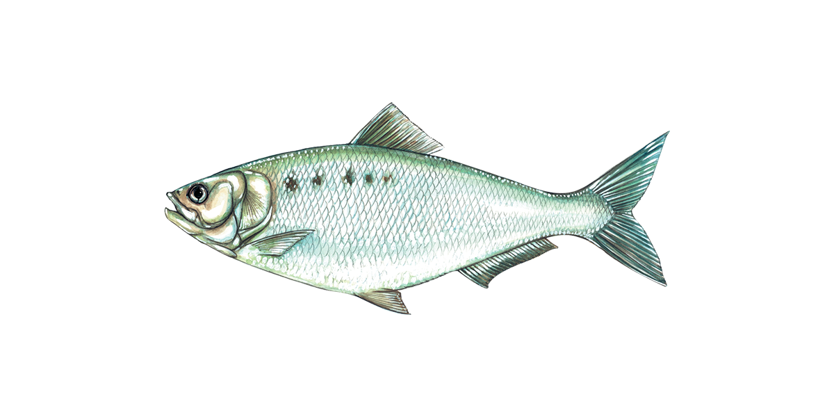 Illustration of an American Shad