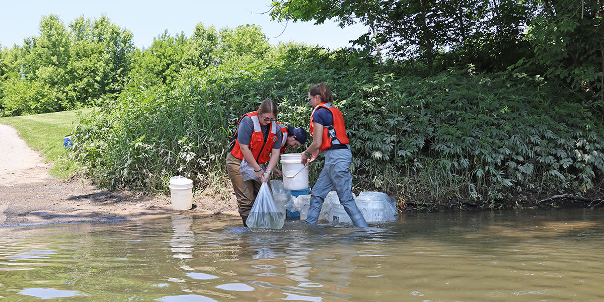 PFBC staff wearing life jackets wade through the Juniata River with buckets and bags filled American Shad fry for releasing into the river.