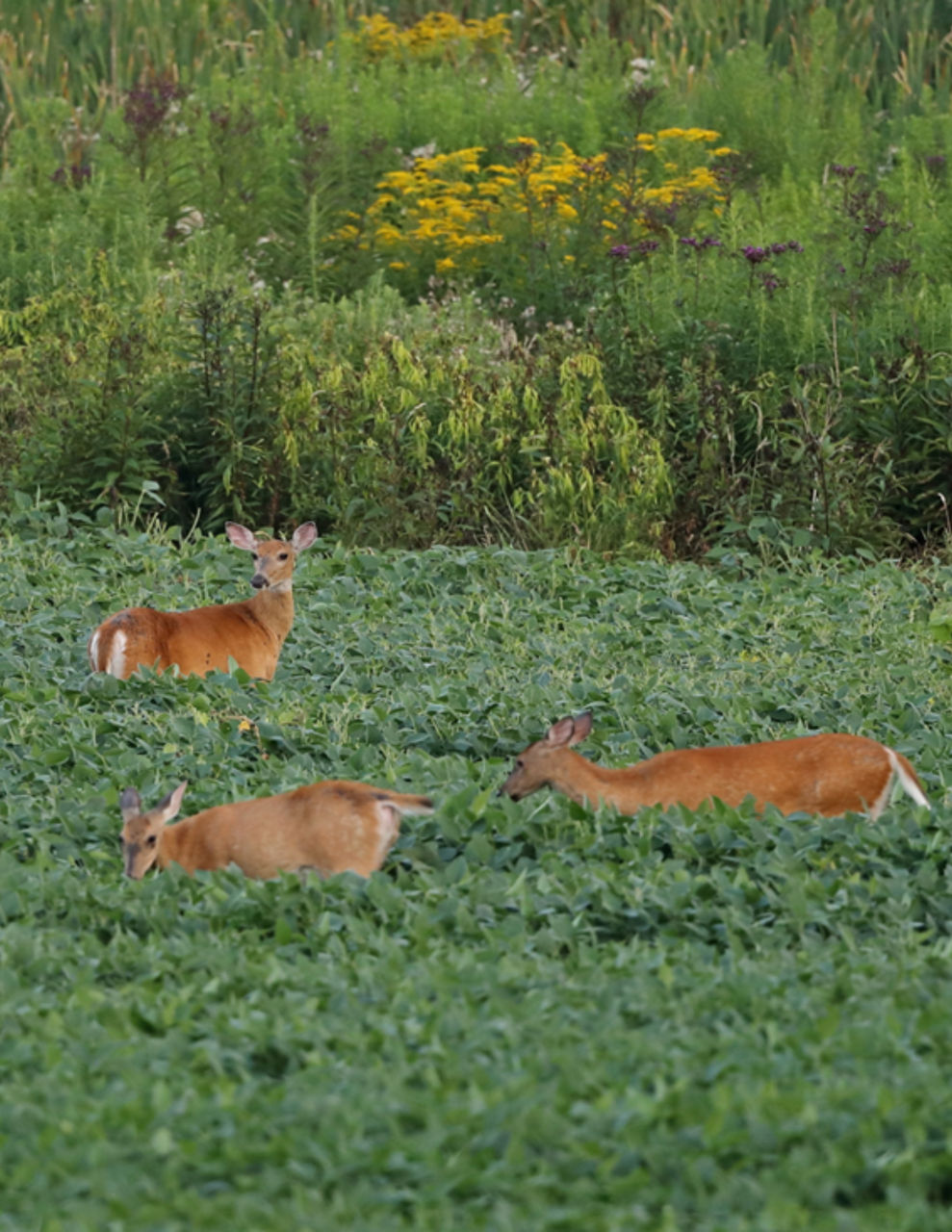 deer in field 