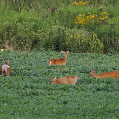 elk bugle