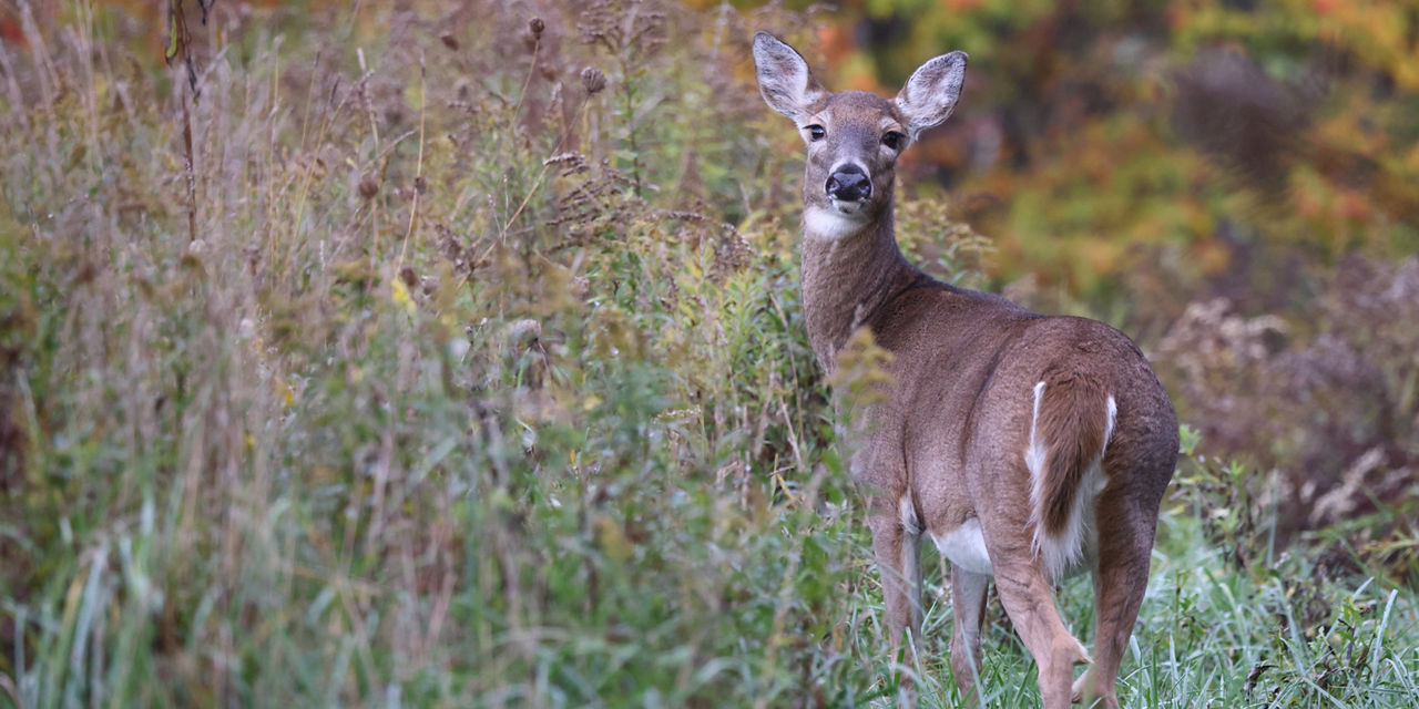 doe