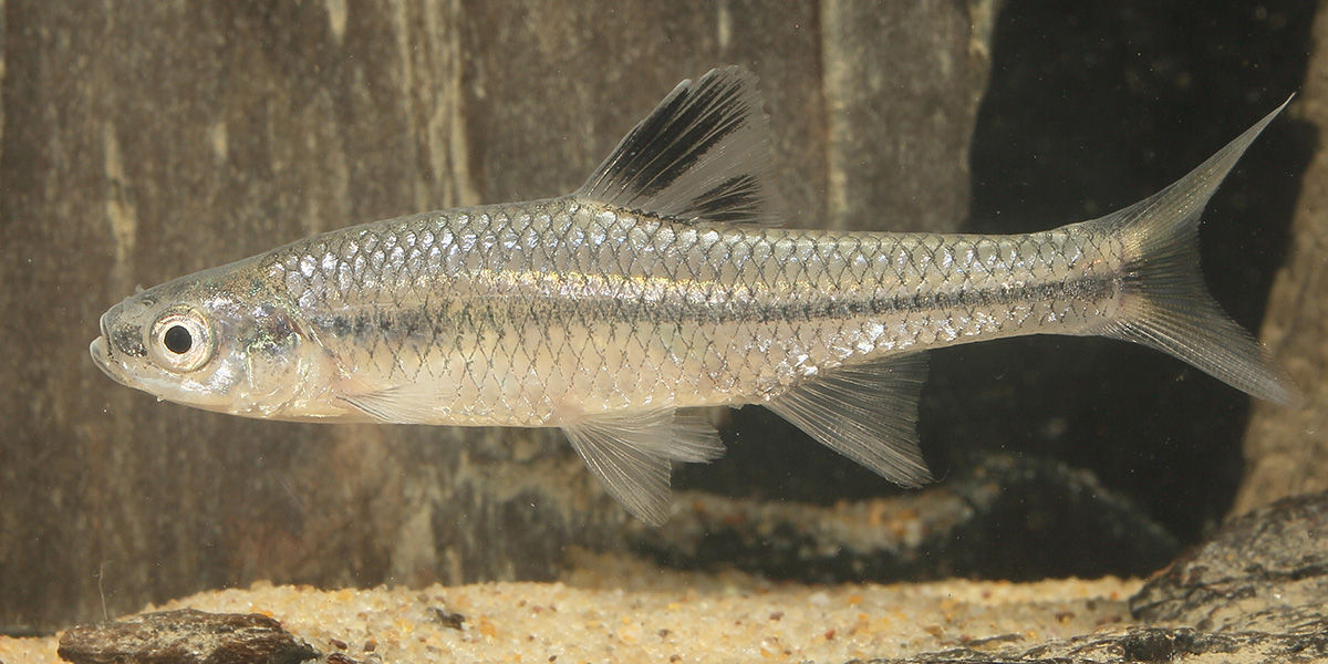 Close-up of a pugnose minnow in an aquarium