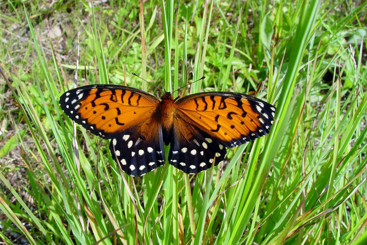 Regal Fritillary with wings spread. 