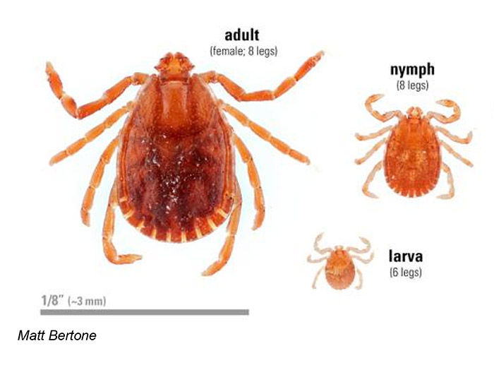 Asian Longhorned tick lifecycle