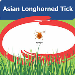 Asian Longhorned tick