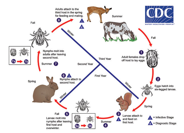 CDC Asian Longhorned tick lifecycle