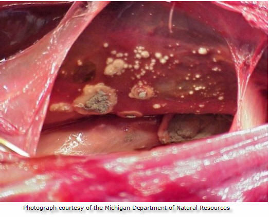 Aspergillus infectious disease of birds and mammals