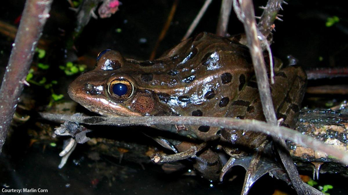 Close-up of an Atlantic Coast Leopard Frog with black spots hiding in the dark in some branches