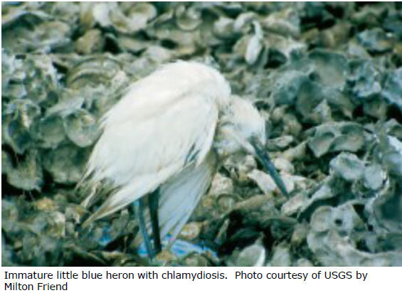 Immature little blue heron with avian chlamydiosis