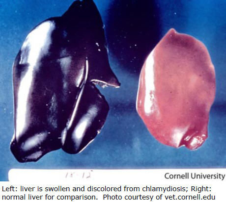 Liver is swollen and discolored from chlamydiosis compared to a normal liver.  