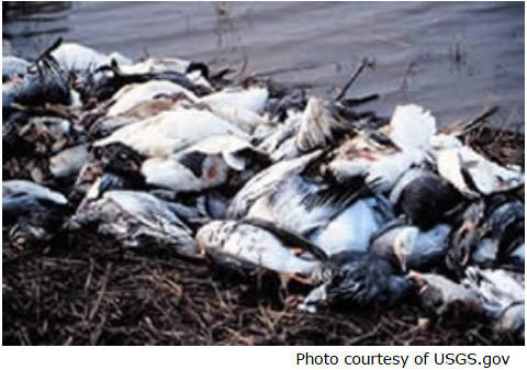 Dead birds with avian cholera