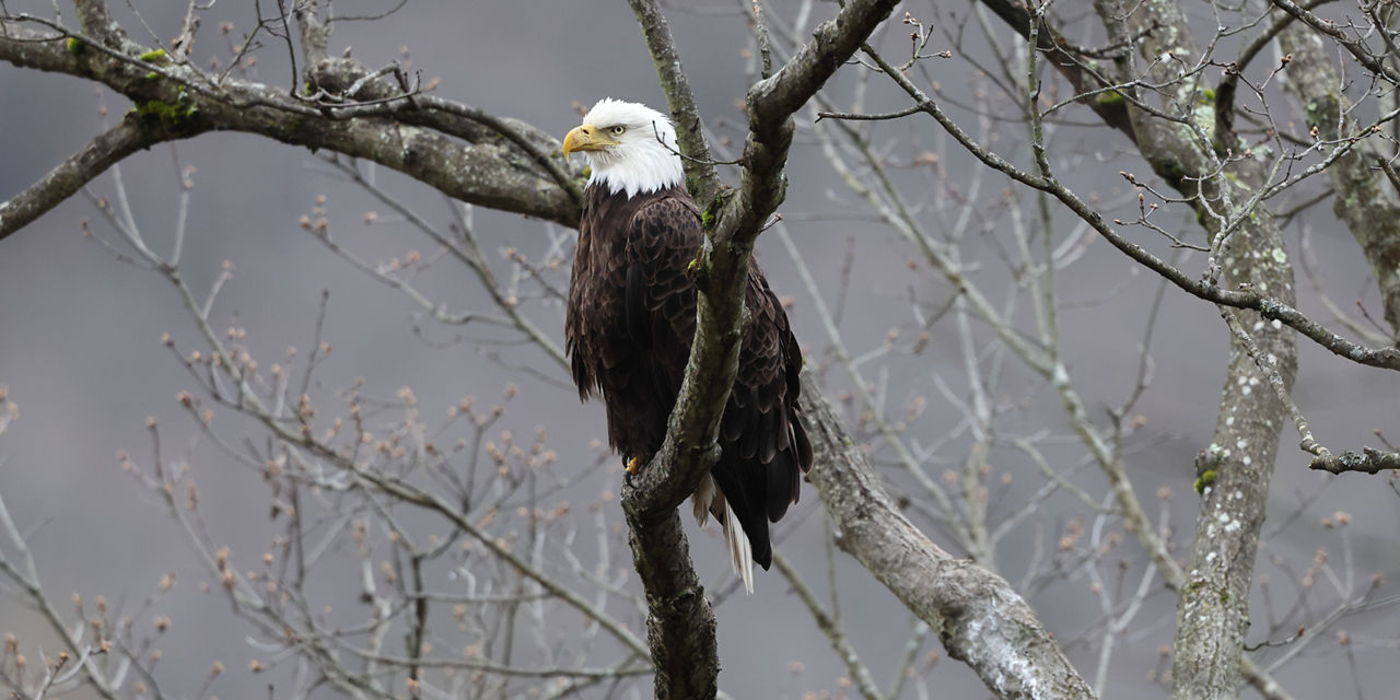 Bald Eagle