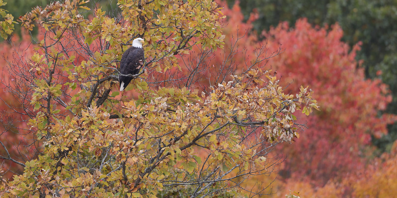 Eagle