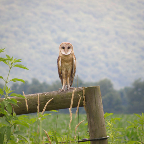 barn owl