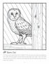 Barn owl