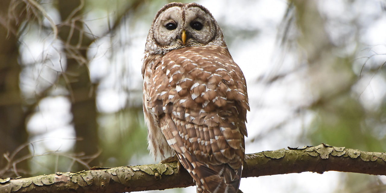 Barred Owl