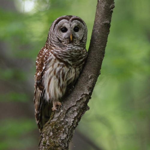 Barred Owl