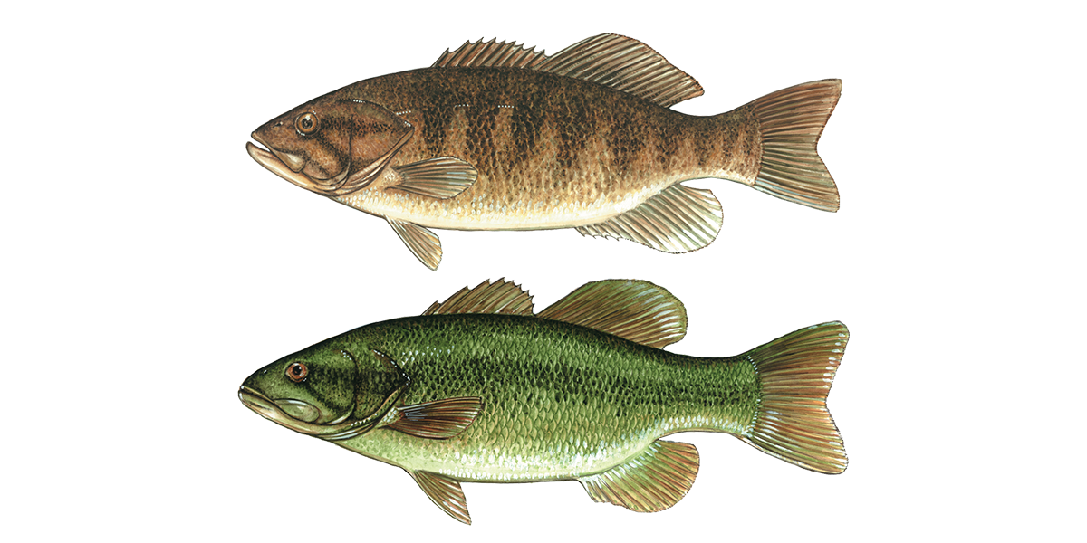 Illustration of a Smallmouth and Largemouth Bass