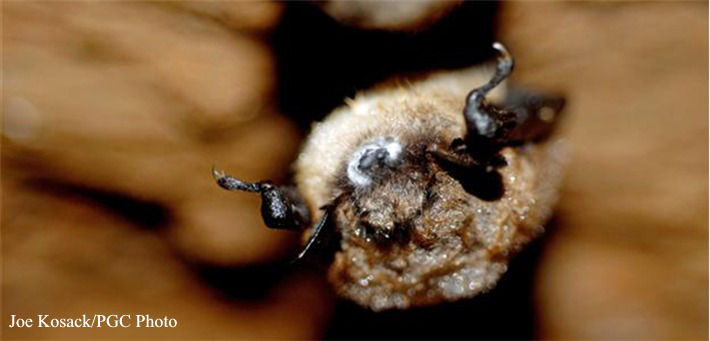 Bat with White-nose syndrome