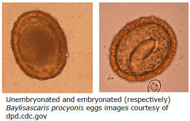 Unembryonated and embryonated Baylisascaris procyonis eggs