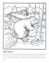 Beaver