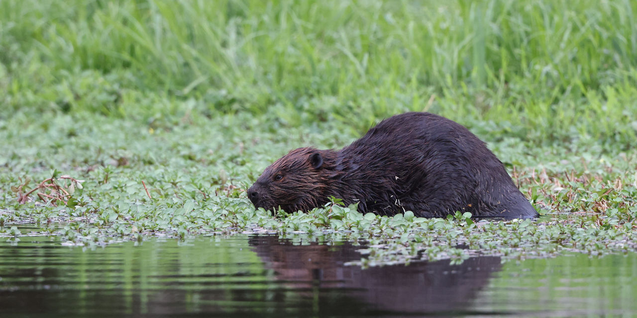 beaver in water