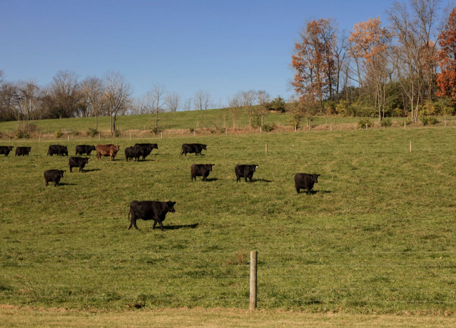 AgExplorer Beef Header