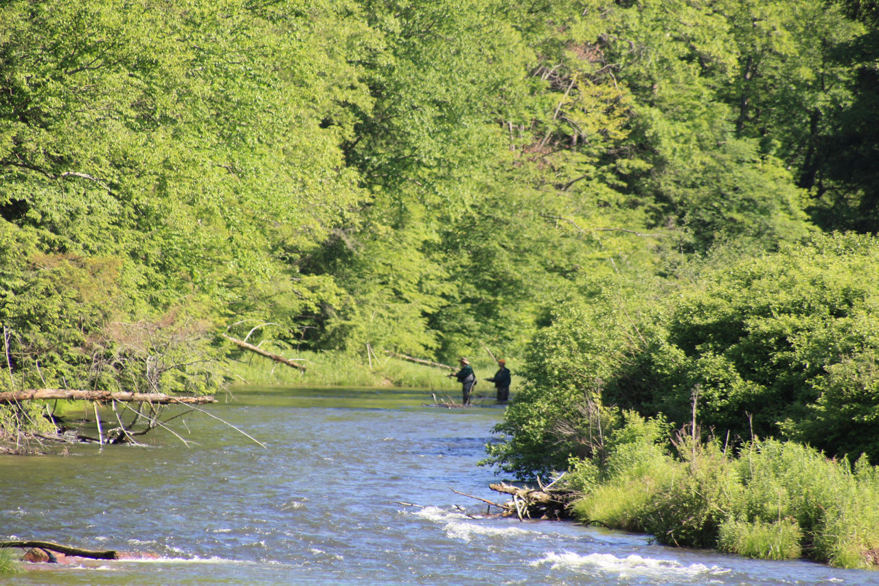 A river flowing through a forest on a sunny day