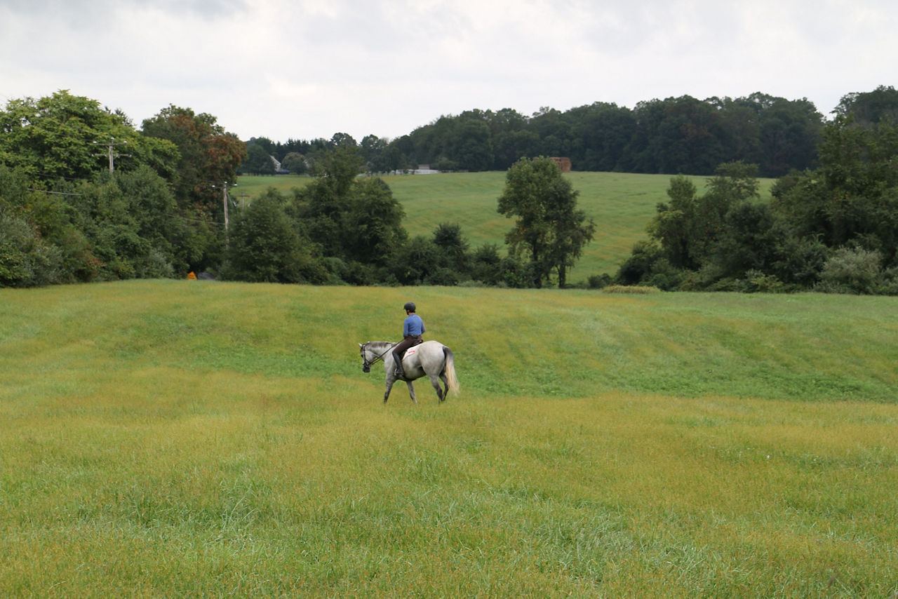 A horseback rider riding a white horse through a golden field