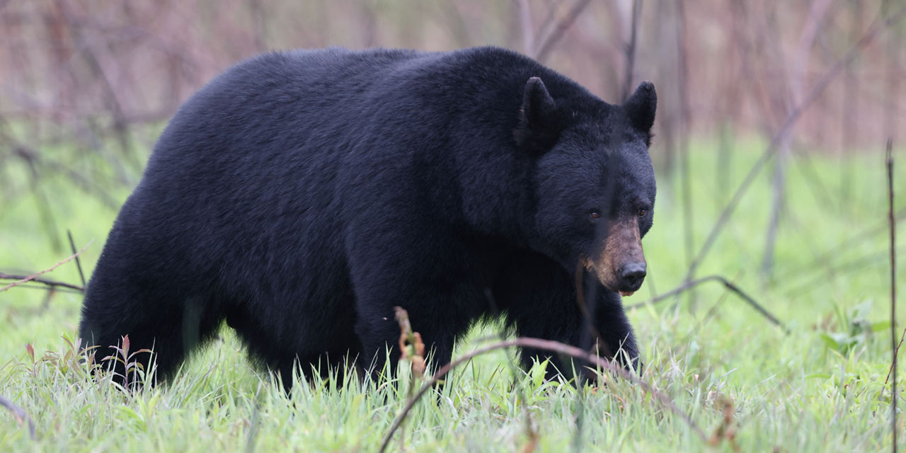 black bear