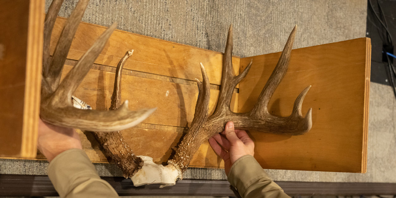 antlers in scoring box