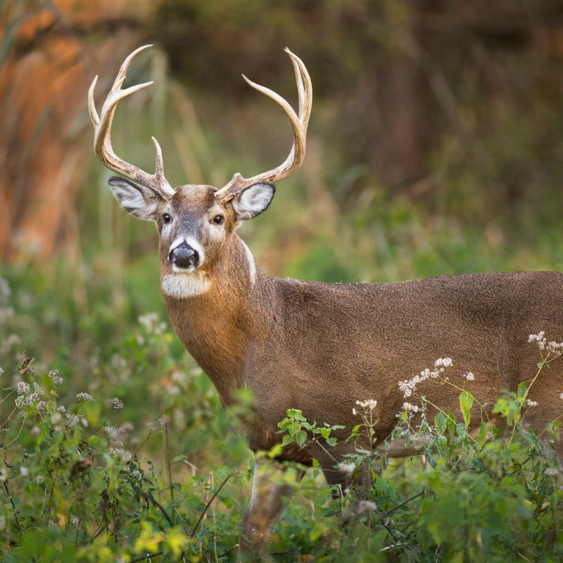 A deer browses in a field 