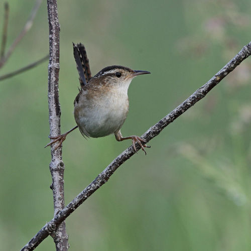 Marsh Wren