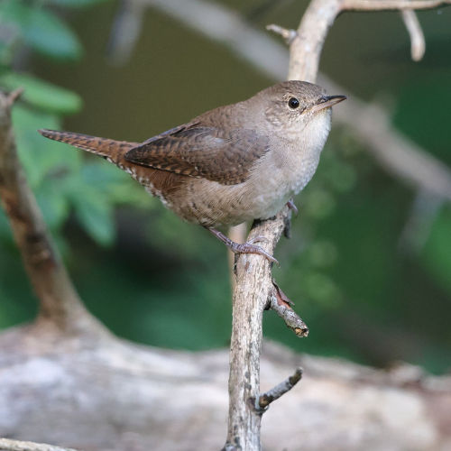 Marsh Wren