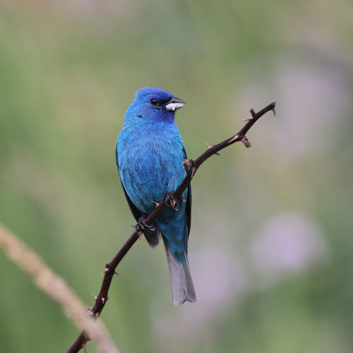 Indigo Bunting