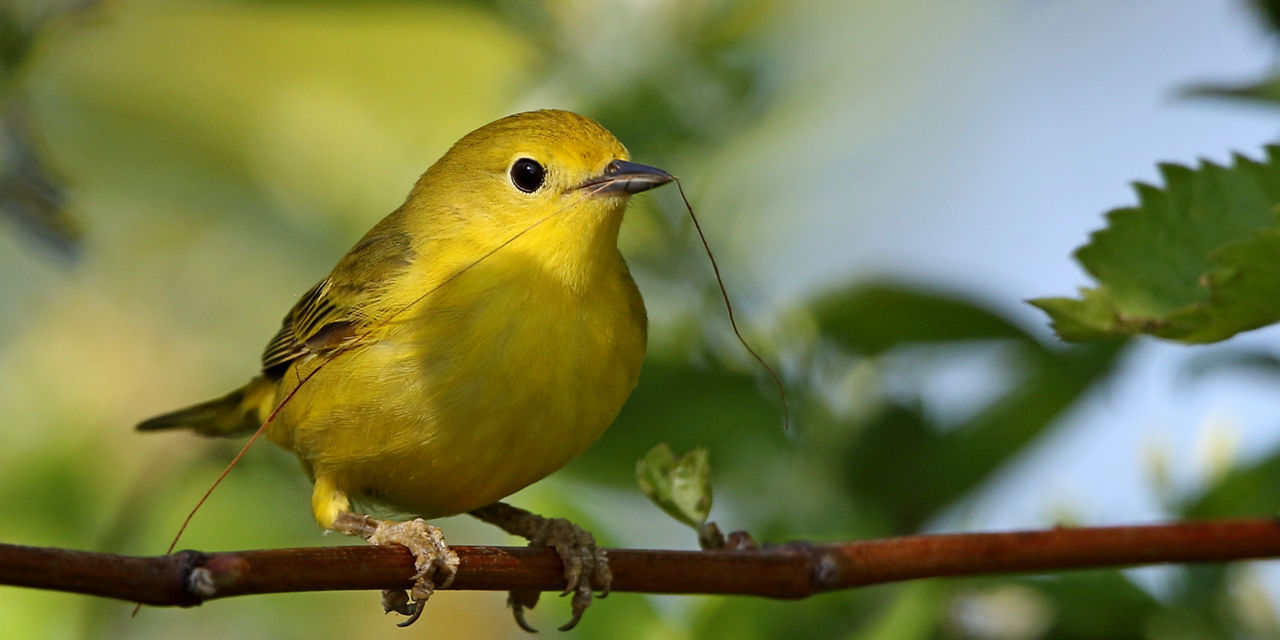 Yellow Warbler