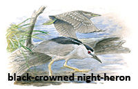 Night Heron