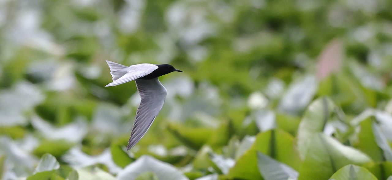 Black Tern
