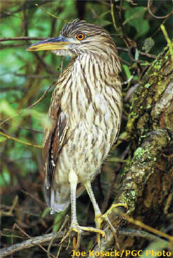 Black Crowned Night Heron