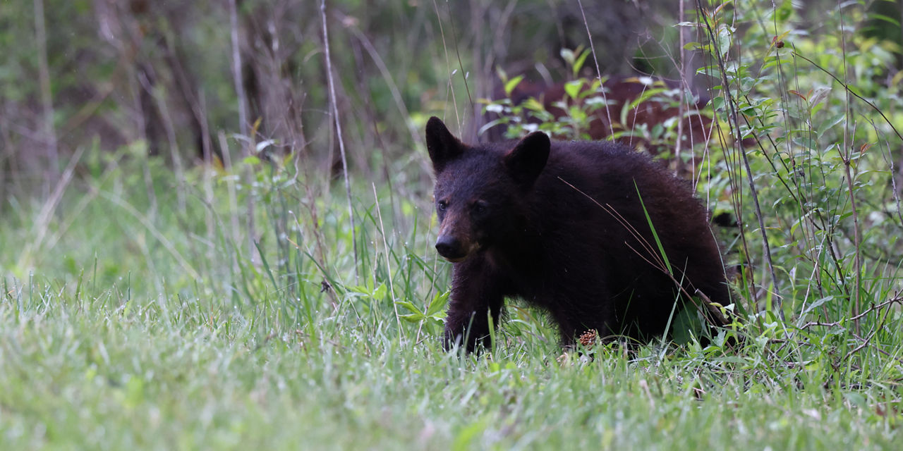 black bear