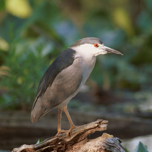 least Bittern