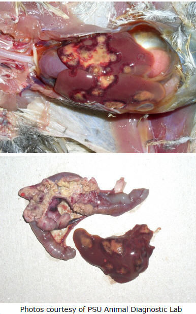 Bird organs with blackhead